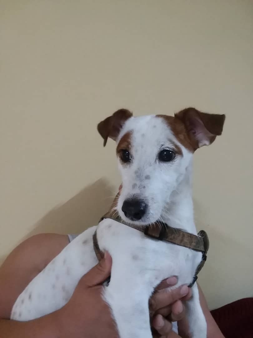 Olivia, Jack Russell Terrier